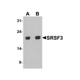 ProSci 8179 SRSF3 Antibody