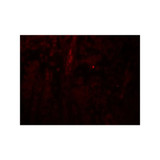 ProSci 8187 PACS1 Antibody