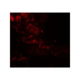 ProSci 8215 GOLGIN97 Antibody