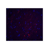 ProSci 8229 S1PR2 Antibody