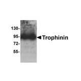 ProSci 8245 Trophinin Antibody