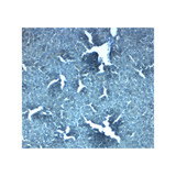 ProSci 8343 SLC38A4 Antibody