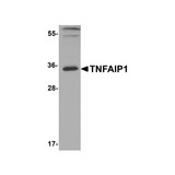 ProSci 8345 TNFAIP1 Antibody