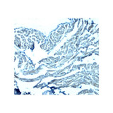 ProSci 8365 GAS6 Antibody