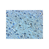 ProSci 8369 LANCL2 Antibody