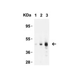 ProSci 2071 Caspase-9 Antibody