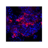 ProSci 8419 IQCF2 Antibody