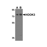 ProSci 8425 HOOK3 Antibody