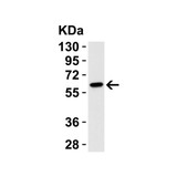 ProSci 2073 Caspase-9 Antibody