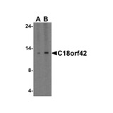 ProSci 8471 C18orf42 Antibody