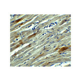 ProSci 8481 SOX10 Antibody