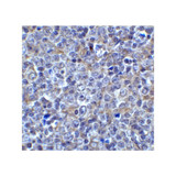 ProSci 8655 LAG3 Antibody