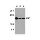 ProSci 2081 ARC Antibody
