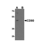 ProSci 8679 CD80 Antibody