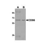 ProSci 8681 CD86 Antibody
