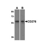 ProSci 8689 CD276 Antibody