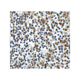 ProSci 8689 CD276 Antibody