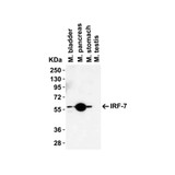 ProSci 8991 IRF7 Antibody