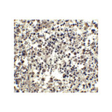 ProSci 2089 CIDE-A Antibody