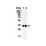 ProSci 9153 SARS-CoV-2 (COVID-19) 3CL-PRO (NSP5) Antibody