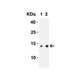 ProSci 9287 SARS-CoV-2 (COVID-19) ORF8 Antibody