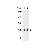 ProSci 9291 SARS-CoV-2 (COVID-19) ORF9c Antibody