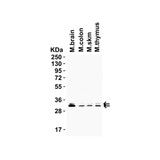 ProSci 9517 PGAM5 (CT) Antibody
