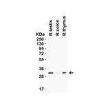 ProSci 9517 PGAM5 (CT) Antibody