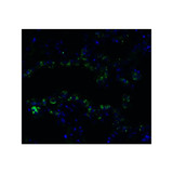 ProSci 9551 FZD6 (IN) Antibody