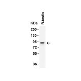 ProSci 9641 IFI16 (CT) Antibody