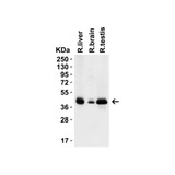 ProSci 9665 PEX3 (CT) Antibody