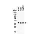 ProSci 9667 PEX3 (IN) Antibody