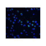ProSci 2107 DFF40 Antibody