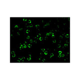 ProSci 2121 IKK beta Antibody
