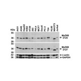 ProSci 2125 MYD88 Antibody