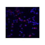 ProSci 2129 IL-1RAcP Antibody