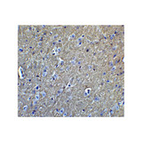 ProSci 2136 APP Antibody