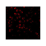 ProSci 2143 SODD Antibody