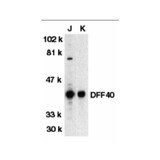 ProSci 2153 DFF40 Antibody