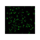 ProSci 2183 RICK Antibody