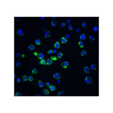 ProSci 2215 Acinus Antibody
