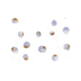 ProSci 2219 Acinus Antibody
