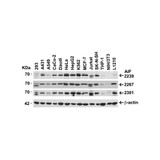 ProSci 2239 AIF Antibody