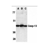 ProSci 2245 Caspase-13 Antibody