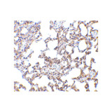 ProSci 2255 SnoN Antibody