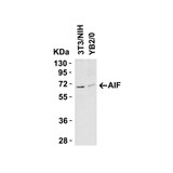 ProSci 2267 AIF Antibody