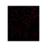 ProSci 2279 F1A alpha Antibody