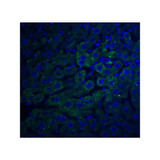 ProSci 2279 F1A alpha Antibody