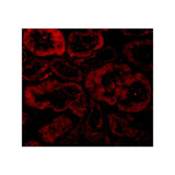 ProSci 2289 Bnip3L Antibody