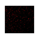 ProSci 2327 Caspase-12 Antibody